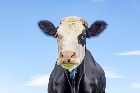 Téléchargez les photos : Mignonne vache, noir et blanc avec eye-atch, vue de face, nez rose, plan moyen - en image libre de droit
