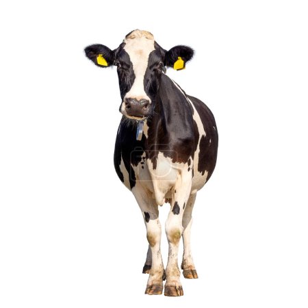 Vaca aislada sobre fondo blanco, en posición vertical en blanco y negro, longitud completa y vista frontal y espacio de copia