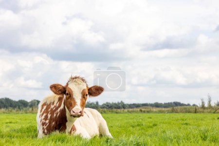 Photo for A cow calf red and white lying lazy, looking cute in a green pasture and a blue sky, horizon over land - Royalty Free Image