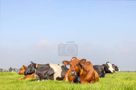 Téléchargez les photos : Groupe de vaches couchées confortablement ensemble dans un champ dans la prairie, satisfait et heureux - en image libre de droit