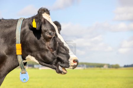 Photo for Talking cow, laughing with mouth open showing teeth and gums while chewing or moo, the head of a black and white bovine - Royalty Free Image