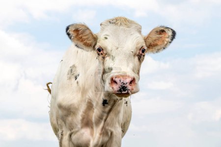 Photo for Grubby cow dirty white and sloppy, a pink nose, blonde fur, front view, a cloudy pale blue sky - Royalty Free Image
