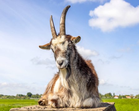 Téléchargez les photos : Une chèvre couchée sur un enclos, grandes cornes, ciel bleu ensoleillé, chèvre, cheveux longs, vieux bovins de race hollandaise - en image libre de droit
