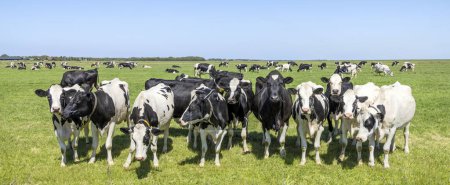 Téléchargez les photos : Troupeau de vaches ensemble dans un champ, heureux et joyeux et un ciel bleu, une vue panoramique large - en image libre de droit