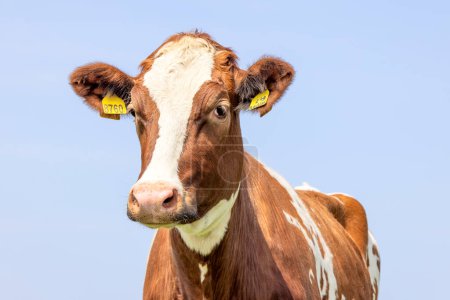 Photo for Cow head shot, a cute and calm red bovine, with white blaze, pink nose and blue background - Royalty Free Image