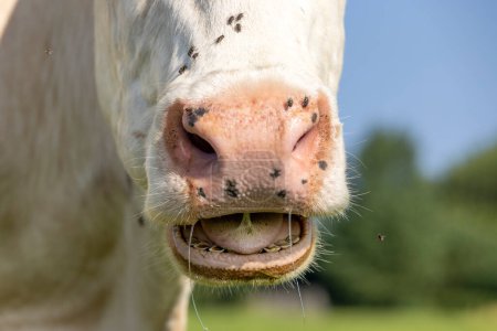 Photo for Nose of a cow and mouth, spit drooling and large pink nostril, the head showing teeth tongue and gums while chewing - Royalty Free Image
