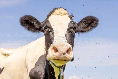 Photo for Cow and fly, buzzing and flying and in eyes, cute and calm black and white face, large pink nose and looking - Royalty Free Image