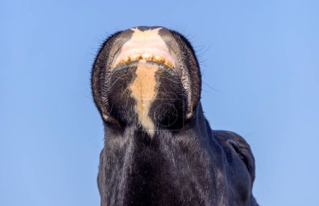 Foto de Vaca nariz y boca, la cabeza mostrando dientes y encías mirando hacia arriba, olfateando y oliendo en el aire con la barbilla elevada - Imagen libre de derechos