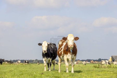 Foto de 2 vacas negras rojas y blancas, de pie en posición vertical lado a lado en un campo, mirando curioso, diversidad de colores múltiples - Imagen libre de derechos