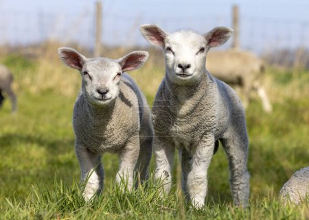 Foto de Dos corderos lindos parados uno al lado del otro en un pasto verde, corderos uno al lado del otro, felices y alegres - Imagen libre de derechos