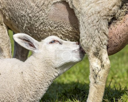 Small lambkin drinks milk suckling from udder of mother sheep