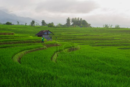 Foto de Agricultores que trabajan en una mañana soleada con una hermosa atmósfera de campo de arroz verde - Imagen libre de derechos