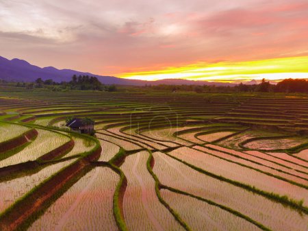 Photo for View of Indonesia in the morning, terraced rice fields and bright sun - Royalty Free Image