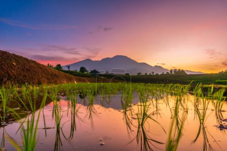 Photo for View of Indonesia in the morning, reflection of a beautiful view of rice fields at sunrise - Royalty Free Image