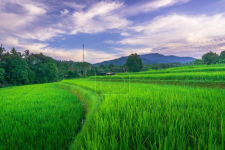 el encanto de la naturaleza indonesia en la mañana en los campos de arroz de la zona de montaña