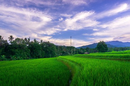 the charm of Indonesian nature in the morning in the rice fields of the mountain area