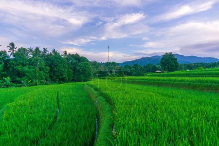 the charm of Indonesian nature in the morning in the rice fields of the mountain area