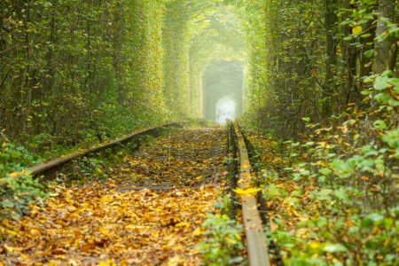 Sommer Ukraine. Tunnel der Liebe in der Rowenskaja Region. Eisenbahn im dichten Laubwald. Blick von der Schienenebene