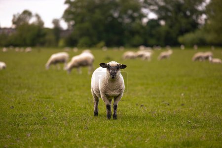 Photo for Lacock - May 29 2022: Sheep in the countryside in the old rural town of Lacock, England. - Royalty Free Image