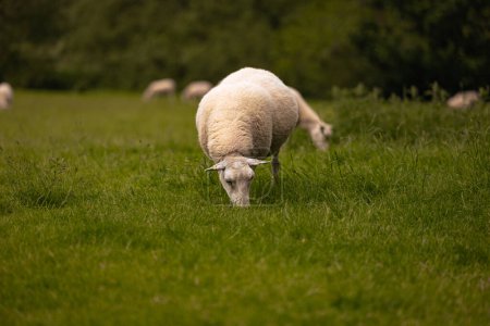 Photo for Lacock - May 29 2022: Sheep in the countryside in the old rural town of Lacock, England. - Royalty Free Image