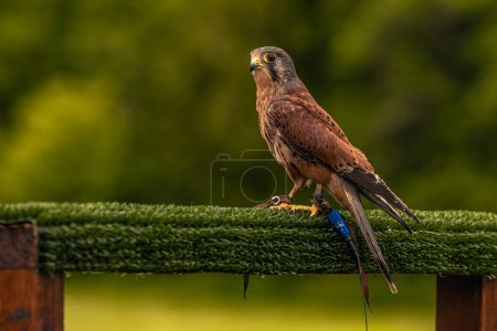 Photo for Arundel - June 03 2022: Falcon bird at a medieval fair at the epic medieval castle of Arundel, England. - Royalty Free Image