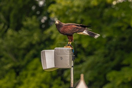 Photo for Arundel - June 03 2022: Eagle bird at a medieval fair at the epic medieval castle of Arundel, England. - Royalty Free Image