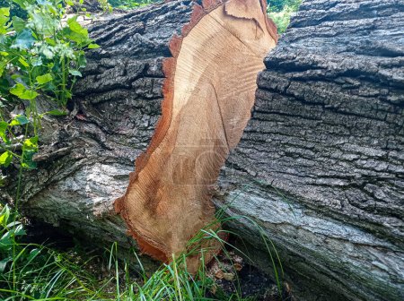 Photo for Stumps of an old tree - Royalty Free Image
