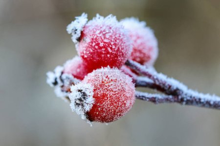 Frosted red rose hips in the garden. Winter landscape.