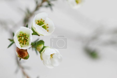 Chamelaucium flowers (waxflower) on white background. Graphic resources