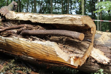 Sechshundert Jahre alte Bäume bei Unwetter zerstört.