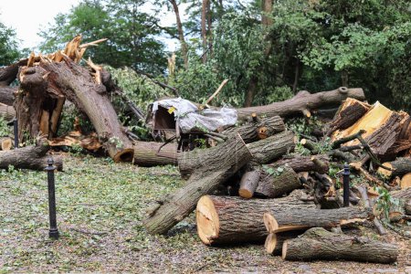 Six-hundred-year-old trees destroyed in a catastrophic storm.