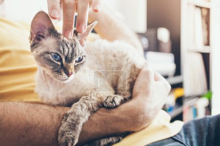 Süße und sanfte Miezekatze. Der Mensch kuschelt sanft mit Fingerabdrücken der Devon Rex-Katze hinter den Ohren. Feline schnurrt und fühlt sich wohl. Katzenstreicheln steigert die Stimmung. Katze und Besitzer.