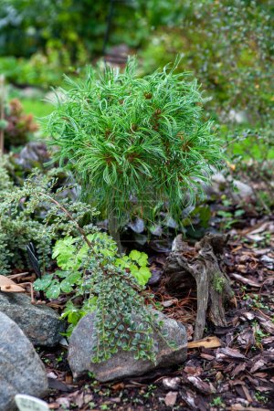 Téléchargez les photos : Pinus strobus Tiny Curls, pin blanc de l'Est avec des aiguilles recourbées distinctives pousse dans le jardin de rocaille des collectionneurs de plantes. C'est un conifère nain à croissance lente qui ajoute une touche d'élégance au jardin. - en image libre de droit