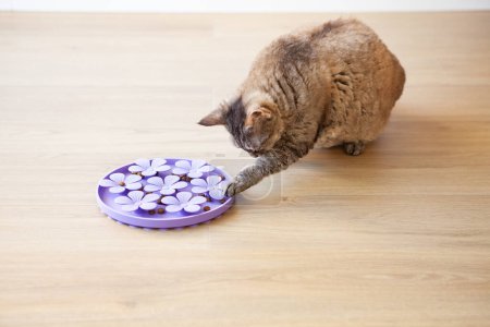 Close-up, playful cat is touching and punching kibble food with paw. Entertaining, mental challenge game for kitty, can be used for daily feeding with dry food and snacks. Slow feeder silicone easy to wash toy with food.