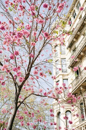 Spring nature mood photo of beautiful blooming Sakura tree on Barcelona street of Example. Modernist building on the background. 