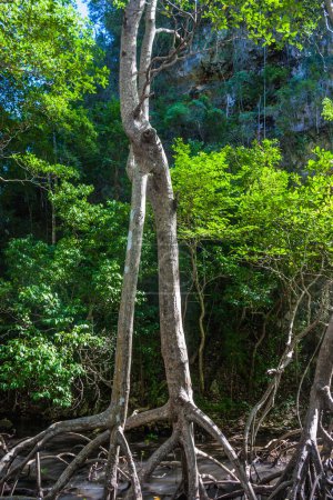 Téléchargez les photos : Une petite rivière coule à travers une forêt de mangroves avec des arbres épais aux racines tordues. L'eau est verte et claire. République dominicaine - en image libre de droit