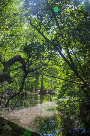 Photo for A small river flows through a mangrove forest with thick trees with twisted roots. The water is green and clear. Dominican Republic - Royalty Free Image