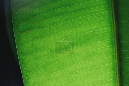 Photo for Green leaf macro in backlight. Ficus leaf macro shot. Structure of a green ficus leaf..Background texture green leaf structure macro photography - Royalty Free Image