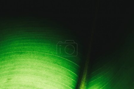 Photo for Green leaf macro in backlight. Ficus leaf macro shot. Structure of a green ficus leaf..Background texture green leaf structure macro photography - Royalty Free Image