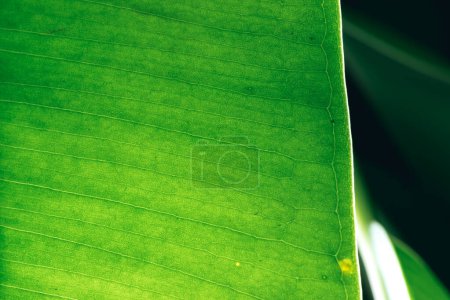 Photo for Green leaf macro in backlight with little clods of earth. Ficus leaf macro shot. Structure of a green ficus leaf..Background texture green leaf structure macro photography - Royalty Free Image