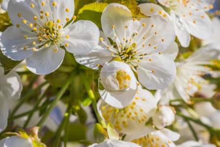 Close up of beautiful white flowers of fruit tree against blurred background on sunny spring day, selective focus. Spring background with fruits tree blooming.