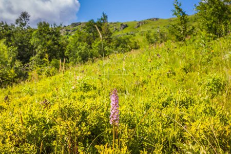 Photo for Wildflowers on a mountain slope in the Carpathians. Beautiful view on the Ukrainian Polonynian Beskids to the mountains and valleys. Rocky peaks of the Ukrainian Carpathians in summer. - Royalty Free Image