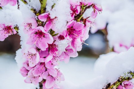 Foto de Flor de invierno, Rosa Melocotón Flor bajo la nieve con fondo blanco. Flores rosadas en la nieve a principios de primavera. - Imagen libre de derechos