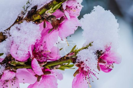 Foto de Flor de invierno, Rosa Melocotón Flor bajo la nieve con fondo blanco. Flores rosadas en la nieve a principios de primavera. - Imagen libre de derechos