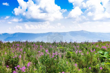 Photo for Field of wildflowers on the mountain in summer. Beautiful view of the Ukrainian Carpathians to the mountains and valleys. Yellow and green grass, and wildflowers on the mountain slopes. - Royalty Free Image