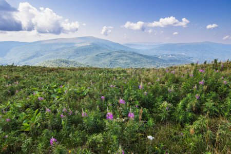 Wildblumenfeld auf dem Berg im Sommer. Schöne Aussicht über die ukrainischen Karpaten auf die Berge und Täler. Gelbes und grünes Gras und Wildblumen an den Berghängen.