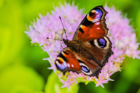 Foto de Mariposa ojo de pavo real en una flor. Mariposa ojo de pavo real en flores de color rosa. Una mariposa recoge el néctar de las flores en un día de verano - Imagen libre de derechos