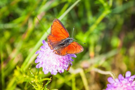 Téléchargez les photos : Belle perche papillon sur fleurs violettes - en image libre de droit