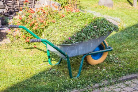 Foto de Limpiando la hierba después de cortar el césped. Una carretilla con césped segado, patio (territorio de la casa), cuidado en casa - Imagen libre de derechos