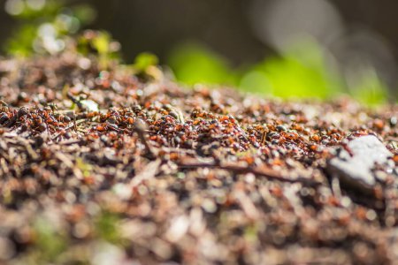 Téléchargez les photos : Nid de fourmis. Des fourmis de feu rampent sur la fourmilière. Gros plan ou macro plan de fourmis travaillant sur le terrain. Des centaines de fourmis de feu essaient leur monticule - en image libre de droit